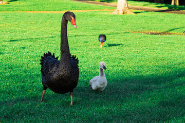 Obraz premium Adult black swan and a young grey cygnet walking on a bright green meadow in a park