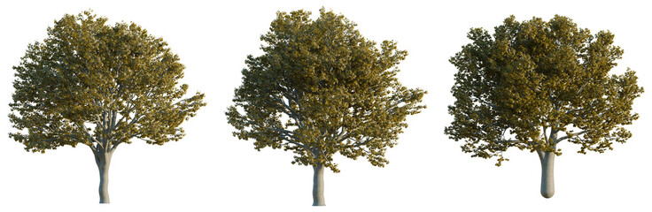 Acer platanoides crimson king tree, elevation, front view, cutout, transparent background, isolate, Realistic lush green oak tree in a park, detailed foliage, sunny day, nature background © Peter Hai