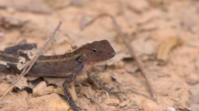 Oriental Garden Lizard Resting on Dry Ground in Krabi Thailand