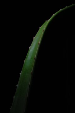 Minimalist low-key macro of spiky Aloe vera (sabila) leaf on black background
