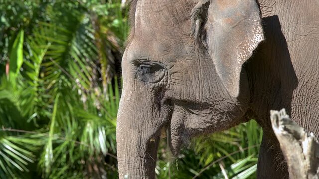 Close Up Profile of an Asian Elephant Chewing Grass in Sunlight
