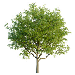 Obraz premium Gleditsia triacanthos tree, elevation, front view, cutout, transparent background, isolate, Detailed closeup of a vibrant green tree with intricate leaf structure, perfect for nature backgrounds.