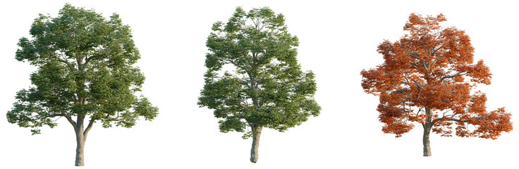 Obraz premium Quercus alba tree, elevation, front view, cutout, transparent background, isolate, Detailed Autumn Maple Tree with Vibrant Red Leaves, Perfect for Seasonal and Nature Imagery