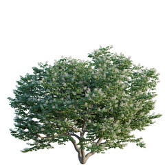 Fototapeta premium Syringa reticulata Ivory silk tree, elevation, front view, cutout, transparent background, isolate, Blooming Cherry Tree Branch with Delicate Pink Flowers, Spring Season, Detailed Floral PNG