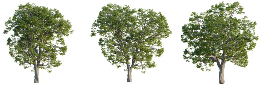 Quercus macrocarpa tree, elevation, front view, cutout, transparent background, isolate, Majestic Oak Tree with Lush Green Foliage, Detailed Branches, Natural Beauty, Forest Canopy