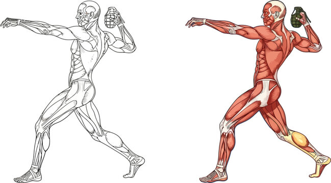 Detailed anatomical illustration of a male athlete in a throwing stance, showing muscle and bone structure in both outline and colored versions.