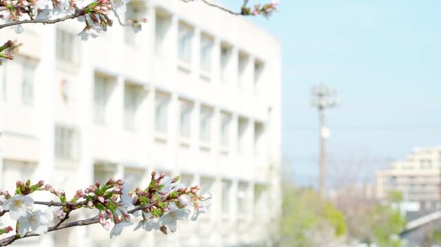 桜越しに見える学校の校舎。日本の春らしい風景