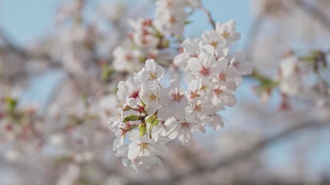 Sakura cherry blossom blooming Festival on a clear spring day
