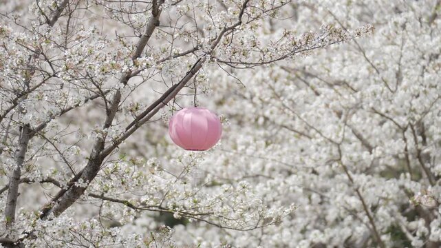 The wind blows pink decorative lanterns at the Sakura cherry blossom blooming Festival on a clear spring day