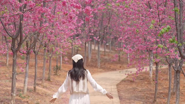 Young female tourist enjoy traveling in Cherry Blossom Valley, the famous tourist destination in Yunnan Province, China