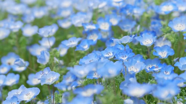 Beautiful Nemophila flowers sway in the wind on a fine spring day