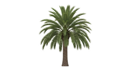 Obraz premium A tall palm tree stands alone on a transparent background in a serene outdoor setting.