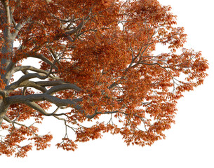 Obraz premium Quercus alba tree, corner view, cutout, isolate, transparent background, Close-up of a tree branch with beautiful red autumn foliage, nature background.