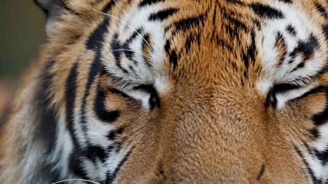 A close-up portrait of a dangerous Siberian tiger with black stripes and orange fur showcases the majestic face and eyes of this wild feline predator at a zoo