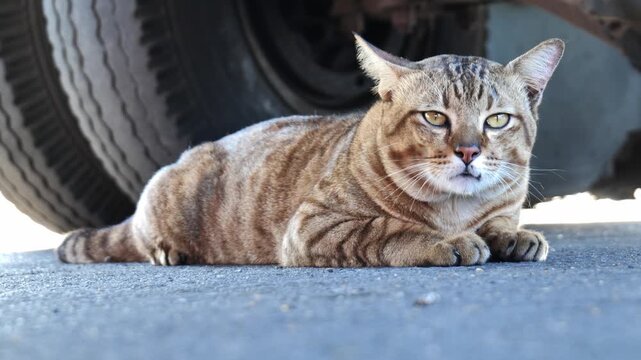 A large stray cat resting under a parked car to escape the heat on a sunny street, illustrating urban animal life, survival behavior, and the contrast between harsh environment and natural instincts.