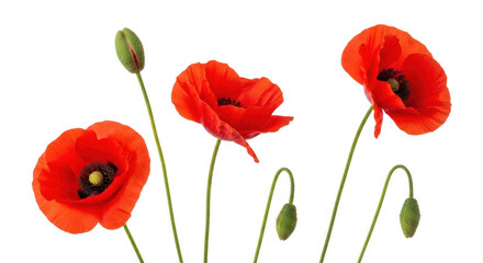 Obraz premium Beautiful red poppy flowers and buds isolated on transparent background