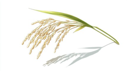 Fototapeta premium Isolated botanical illustration of rice spikelet bending under weight, slender green leaf arcing beside it, cast shadow softly diffused