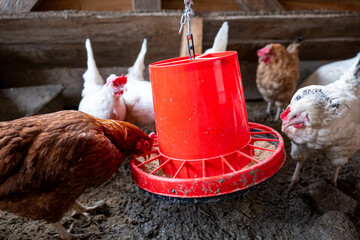 Chickens feeding in a coop with feeder, free-range non-cage farming, domestic poultry in rural environment with natural conditions. © Marek