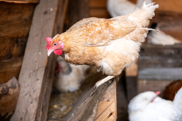 Brown hen standing on wooden edge in chicken coop, free range cage free poultry farming, domestic chicken in rustic rural farm interior. © Marek