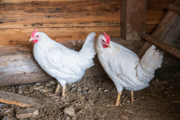 Two white hens standing on ground inside chicken coop, free range cage free poultry farming, domestic chickens in rustic rural barn environment. © Marek
