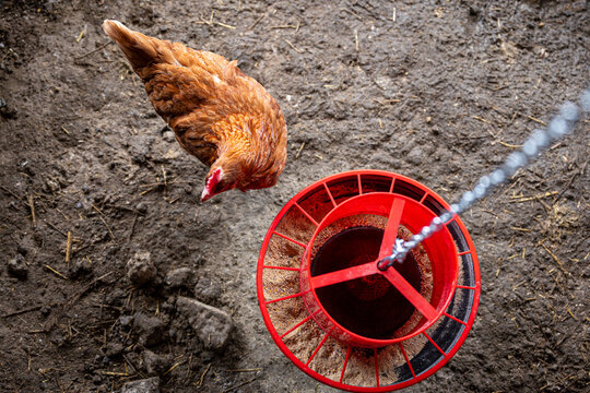 Top view of brown hen near feeder in coop, free-range non-cage poultry farming, domestic chicken in rural farm environment.