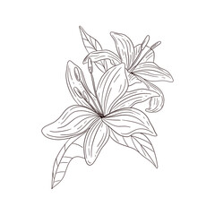 Fototapeta premium FLOWER ILLUSTARTION ISOLATED