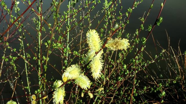 Mass of willow twigs with one coming into flower