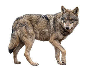 Isolated photograph of a majestic gray wolf walking left, looking directly at the viewer with an intense gaze. © Ricky