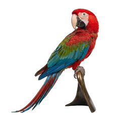 Photograph of a vibrant red-and-green macaw parrot with blue wings, perched on a metal stand, looking backward. © Ricky