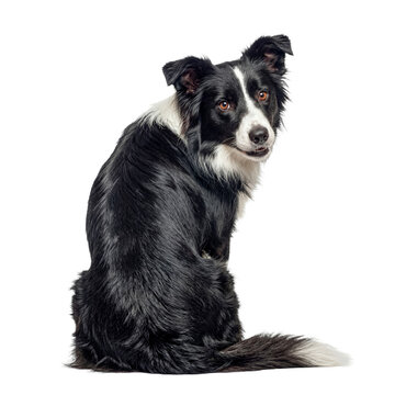 Photograph of an intelligent black and white Border Collie dog, sitting, looking back at the camera.