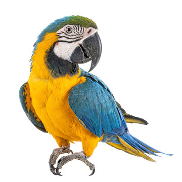 A detailed close-up of a blue and yellow macaw showcasing its intelligent gaze and vibrant plumage.