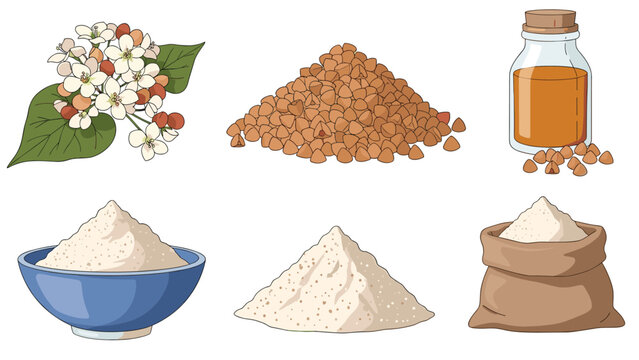 Complete set of buckwheat products featuring the plant with flowers, raw grains, a bottle of oil, flour in a bowl, and a sack.