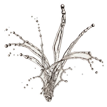 Intricate black and white illustration of a spider with detailed legs and markings isolated on transparent background