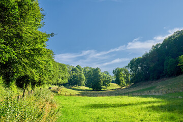 Meadow, trees and forest landscape with blue sky for sustainability, nature environment and ecology. Space, countryside and outdoor field with eco friendly scenery, biodiversity and natural ecosystem © peopleimages.com