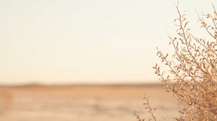 Fototapeta premium Desert Landscape with Subtle Plant Life