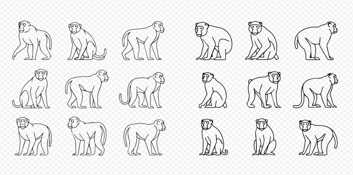 Set of monkey line art illustrations in various poses, isolated on transparent background.