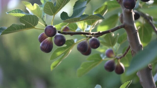 Ripe purple figs hanging on a tree branch with green leaves, sunlight filtering through.