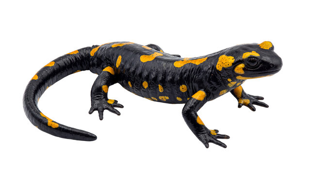 Majestic fire salamander (Salamandra salamandra) in a slightly angled full-body shot.