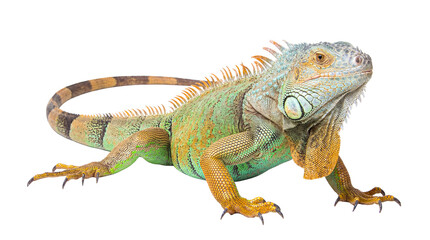 Fototapeta premium Vibrant green iguana showcasing intricate scales, a spiky crest, and alert eyes, isolated on a transparent background.