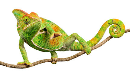 Vibrant photograph of a Veiled Chameleon stretching on a branch, isolated on a transparent background. © Jennafer