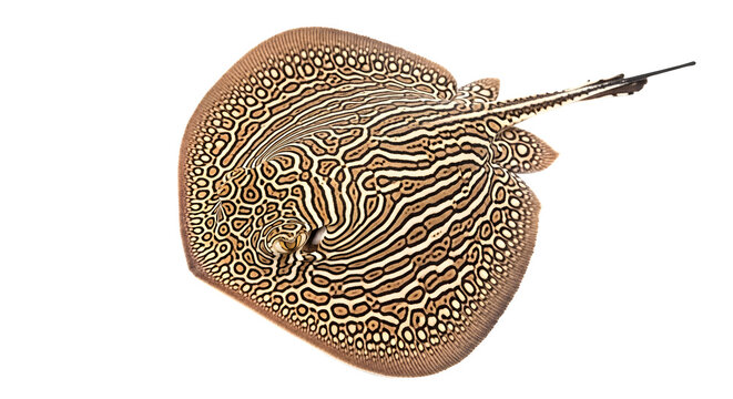 Beautiful brown and black stingray on white background