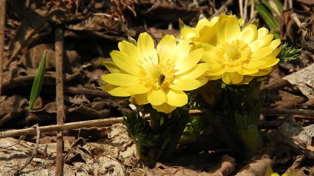 【4K】早春の深山に咲くフクジュソウの鮮やかな黄色い花　[4K] Bright yellow Adonis ramosa blooming in early spring mountains. 撮影日：20260330-1