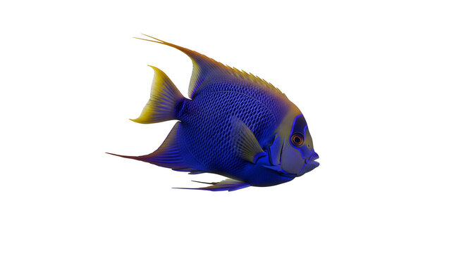Beautiful blue fish with yellow fins swimming in water