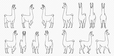 Fototapeta premium Set of outline llama illustrations in various poses, showcasing different angles and movements of the animal.