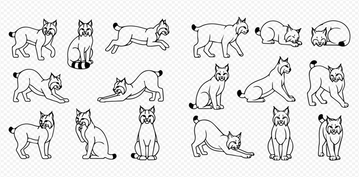 Set of various bobcat poses, black and white line art illustrations on transparent background.