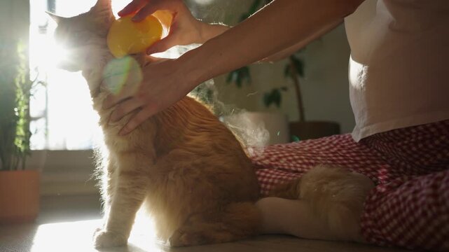 Affectionate owner caring for a fluffy ginger cat using a steaming pet brush for grooming and removing loose hair, maintaining a clean and healthy coat in a sunlit room