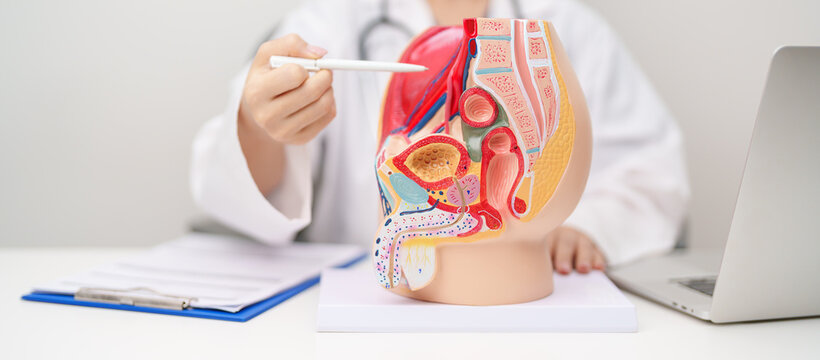 Doctor with Male Reproductive System anatomy model. Male consultation, Prostate Cancer, Enlarged prostate, Prostatitis disease, Male Infertility, Erectile dysfunction, Penis and Male genital disorder