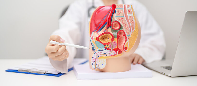 Doctor with Male Reproductive System anatomy model. Male consultation, Prostate Cancer, Enlarged prostate, Prostatitis disease, Male Infertility, Erectile dysfunction, Penis and Male genital disorder