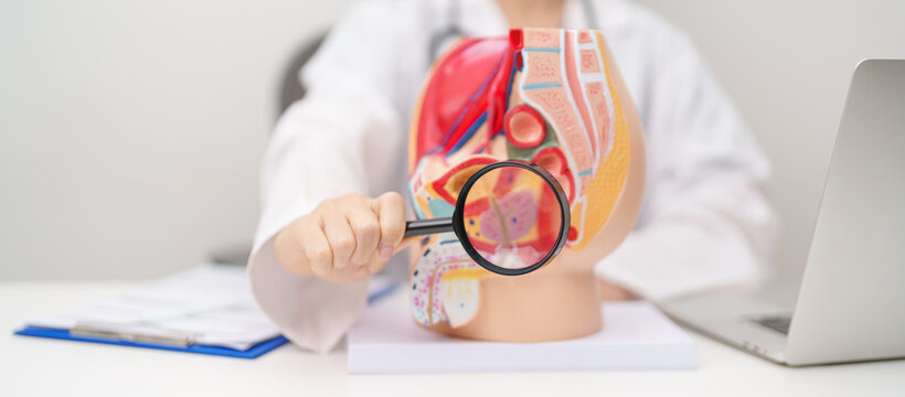 Doctor with Male Reproductive System anatomy model. Male consultation, Prostate Cancer, Enlarged prostate, Prostatitis disease, Male Infertility, Erectile dysfunction, Penis and Male genital disorder