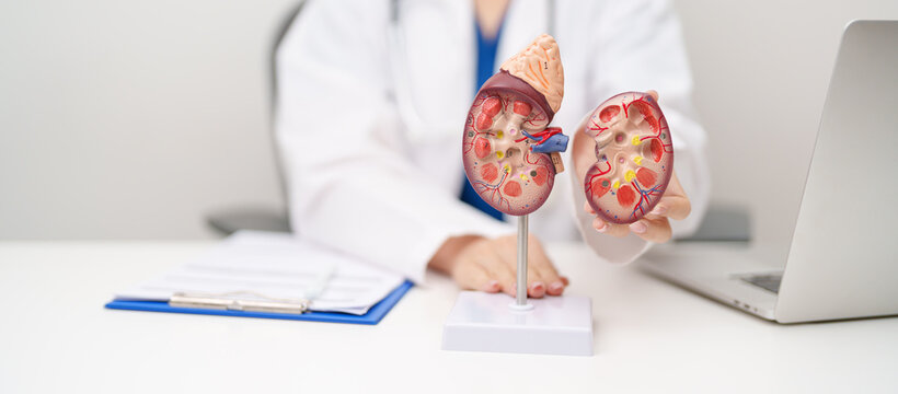 Doctor with Kidney Adrenal gland anatomy model. disease of Urinary system and Stones, Cancer, world kidney day, Chronic kidney, Urology, Nephritis, Renal, Transplant and health concept
